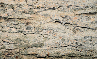 Tree bark texture for background