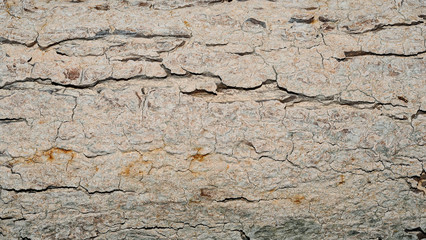 Tree bark texture for background