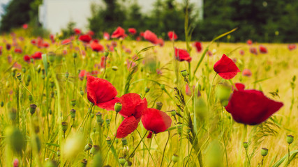 Red poppy on the green field with wheat