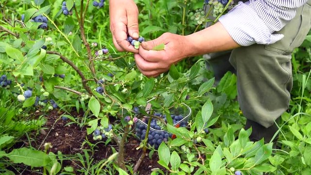 Man is picking blueberries from the bush