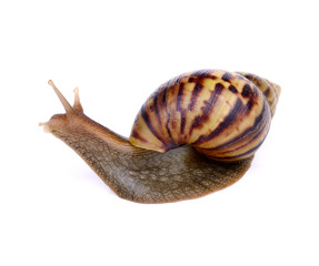 Snail isolated on white background