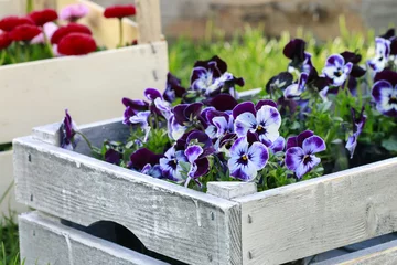 Wooden box with pansy flowers © agneskantaruk