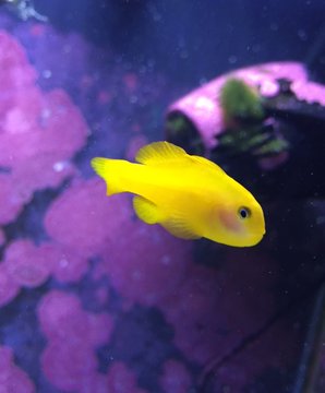 yellow clown goby