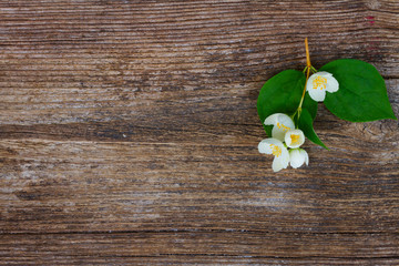 Jasmine flowers on wooden table