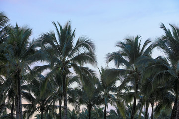 Fototapeta na wymiar Group of decoration palm trees in silhouette