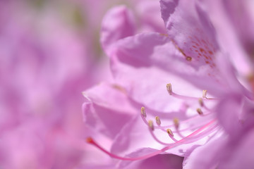Rhododendron flower.
