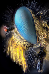 Extreme magnification - Robber fly, side view