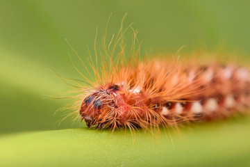 Extreme magnification - Red Caterpillar on a leaf