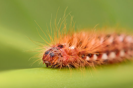 Extreme magnification - Red Caterpillar on a leaf