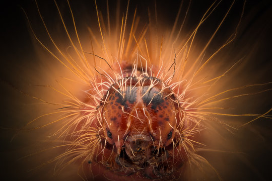 Extreme magnification - Red Caterpillar head