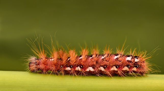 Extreme magnification - Red Caterpillar on a leaf