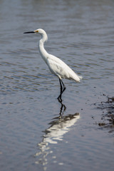 Snowy Egret, Merritt Island National Wildlife Refuge, Florida