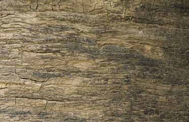 Obraz premium старая деревянная доска трещины. сухая деревянная доска. 