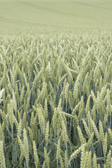 green wheat field view