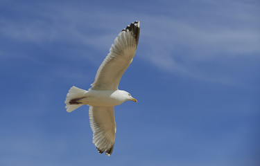 Seagull bird showing wing spread in flight on blue sky background