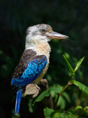 Blue-winged kookaburra (Dacelo leachii)