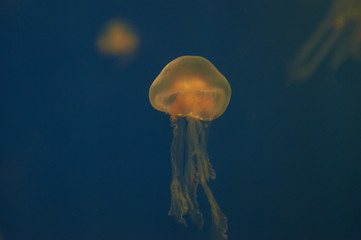 Small jellyfishes illuminated with blue light swimming in aquarium.