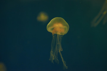 Small jellyfishes illuminated with blue light swimming in aquarium.