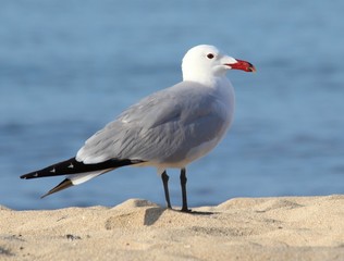 Möwe