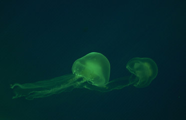 Small jellyfishes illuminated with blue light swimming in aquarium.