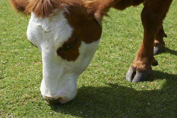 cow grazing in a green pasture closeup