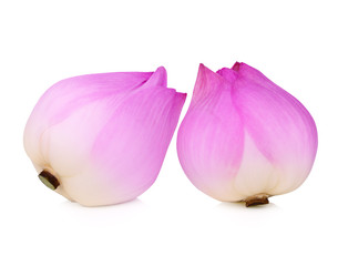 two pink lotus on white background