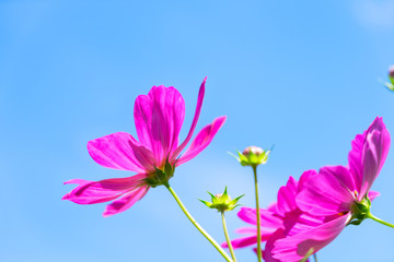 Cosmos pink flowers