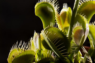 Venus Flytrap plant