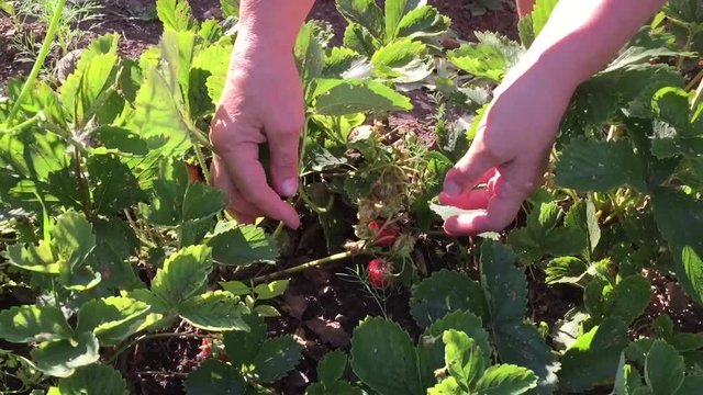 руки женщины собирают клубнику