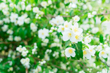 Jasmine flowers on wooden table