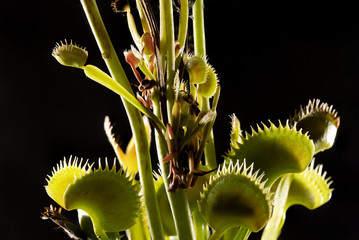 New venus fly trap growing on flower stem of parent plant