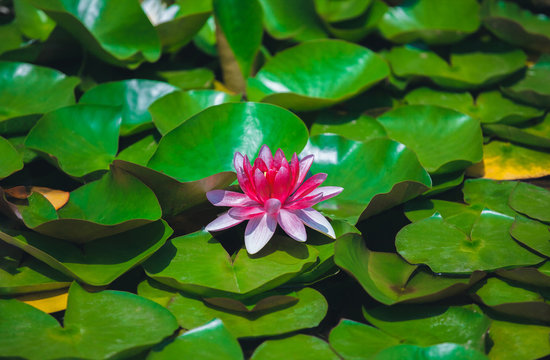 Pink water lily in a quiet pond. Single flower of a beautiful full-blown large pink lily close-up among the many green leaves on a pond lit by the sun's rays on a beautiful warm sunny summer day.