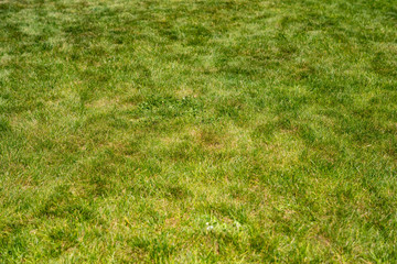 Green field with flowers