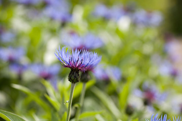 Blue Centaurea in green summer field