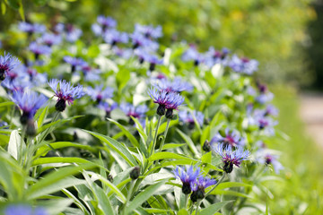 Blue Centaurea in green summer field