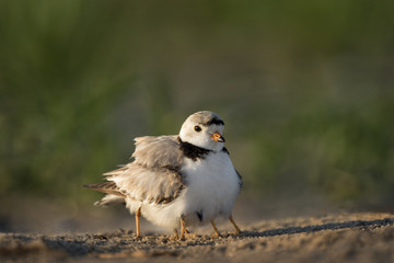 An adult endangered Piping Plover protects two of her chicks by hiding them under her wings and feathers while standing on a sandy beach in the early morning sun.