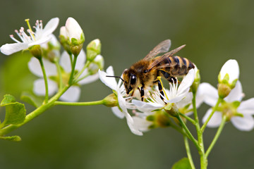 Bee on white flower collecting pollen . Macro.
