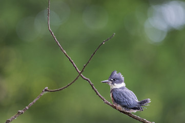 A Belted Kingfisher perches on a small branch in front of a solid green background with soft overcast lighting.