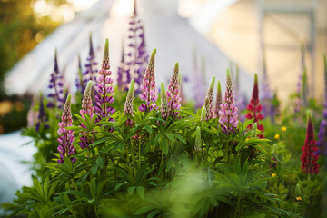 Obraz premium Lupine field
