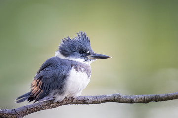A close photo of a Belted Kingfisher perched on a branch in soft light with a green background.