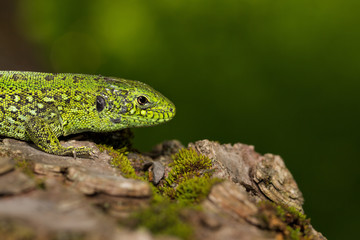 Green lizard(Lacerta viridis) is a species of lizard of the genus Green lizards
