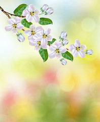 Obraz na płótnie Canvas spring landscape. Flowering apple tree. Spring flowering garden.