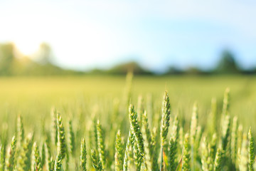 young wheat crops field low focus background with sun