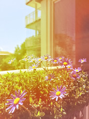 Balcony with blooming daisies in retro light