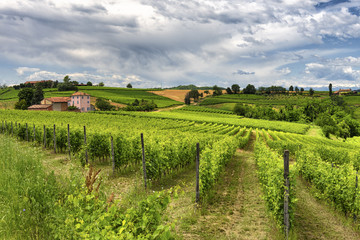 Fototapeta na wymiar Monferrato (Italy): landscape