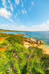 vegetation in a small cove in Alghero