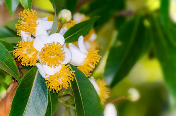 Beautiful nature group white flower with yellow carpel on the tree of Calophyllum inophyllum or Alexandrian Laurel