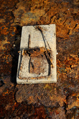 Old mouse trap lying on rusted iron plate