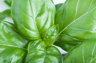 Basil leaves
