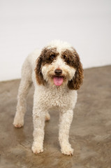 Standing Spanish Water Sheep Dog